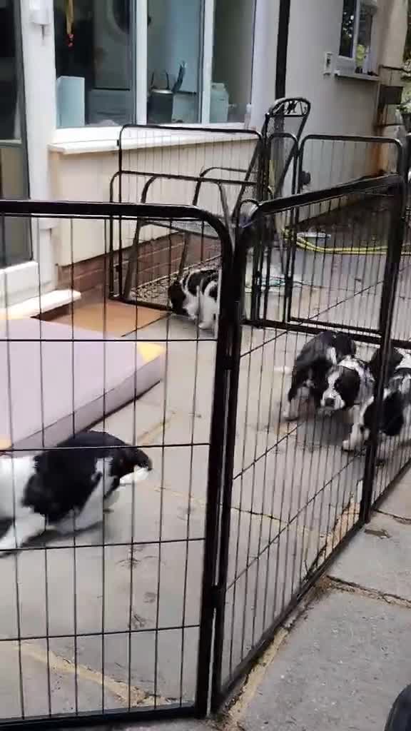 English Springer Spaniel dogs for sale: KC Registered Show Type English Springer Spaniels in Buntingford - Video 2