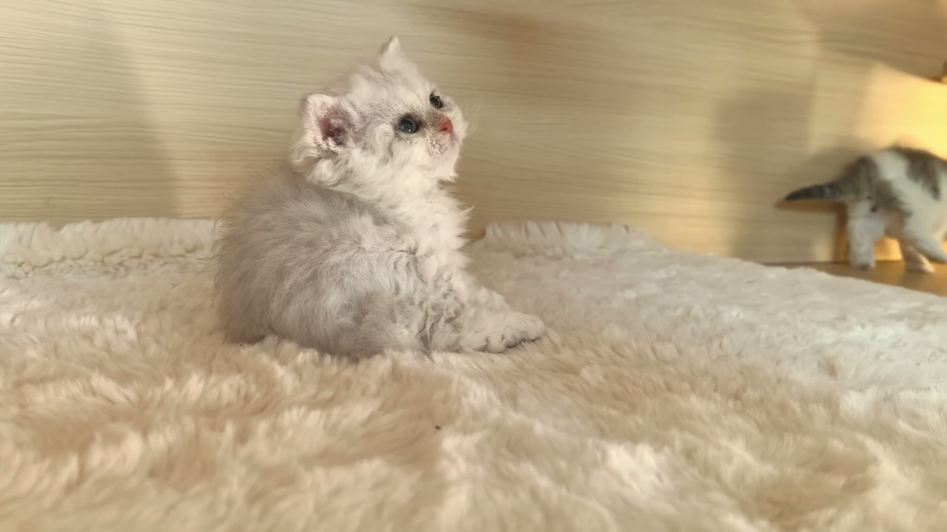 Selkirk Rex cats for sale: Beautiful Selkirk Rex Shorthair Kittens  - Video 3
