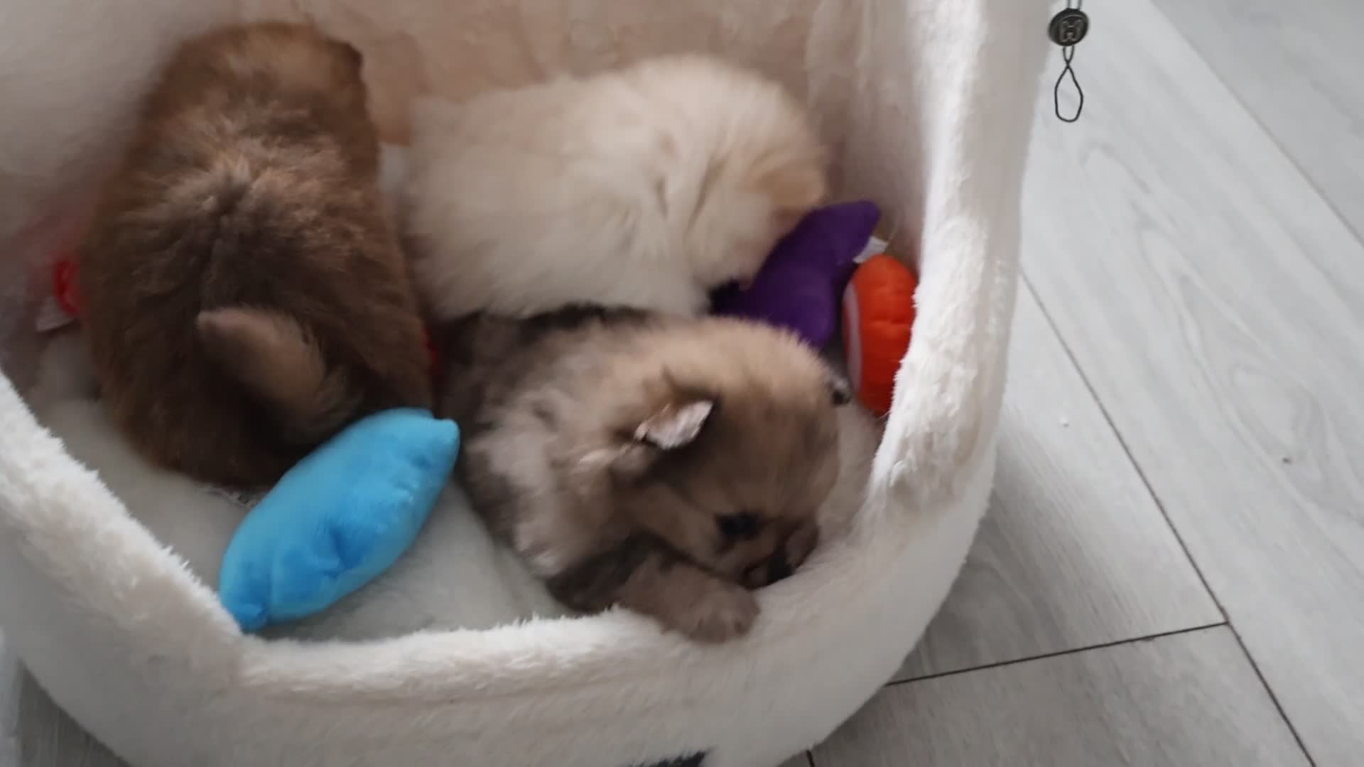 Pomeranian dogs for sale: The most stunning TEDDY KC REG Pomeranians - Video 2