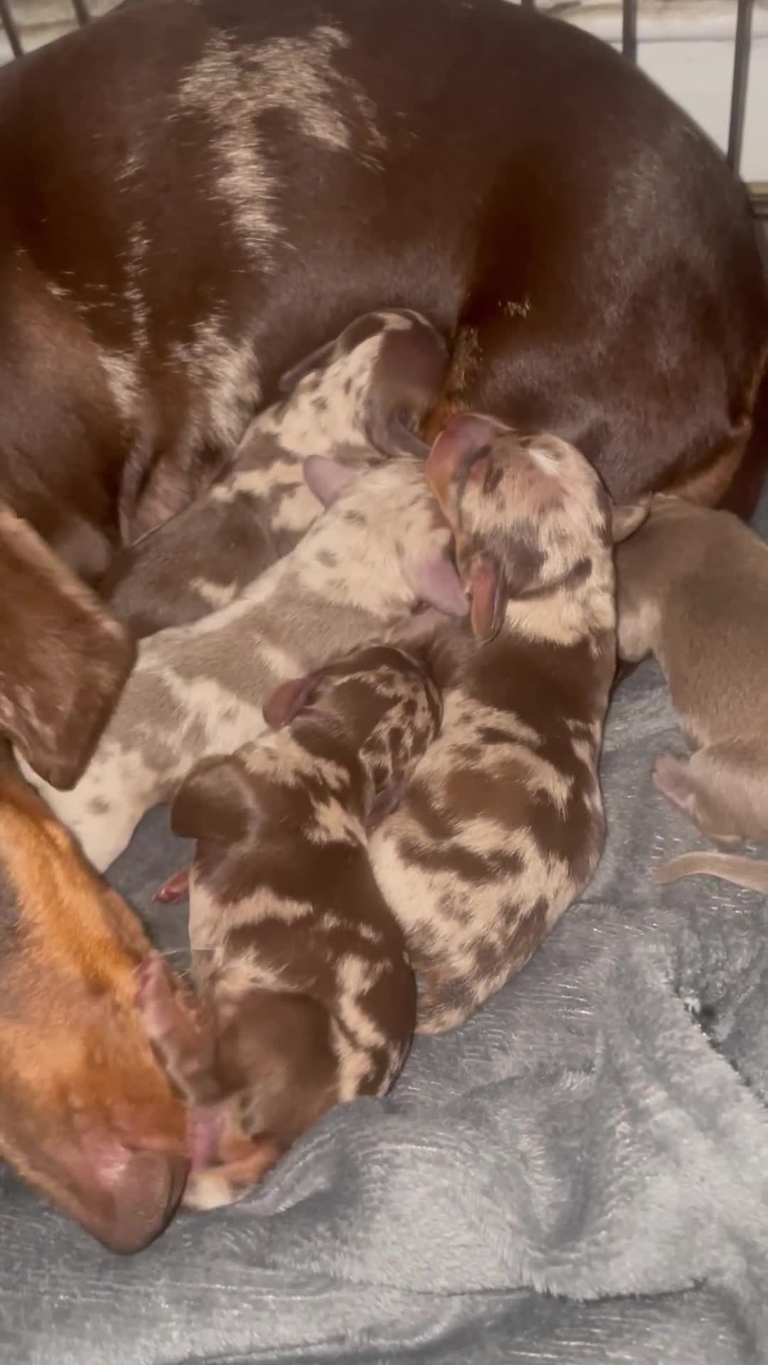 Dachshund dogs for sale: Beautiful Dachshund puppies - Video 1