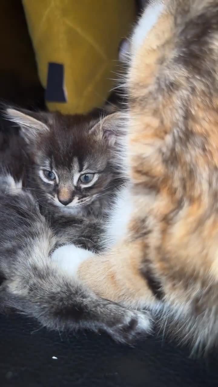 British Shorthair cats for sale: 🐾 Grey/white Tabby Kitten with White Markings - Video 4