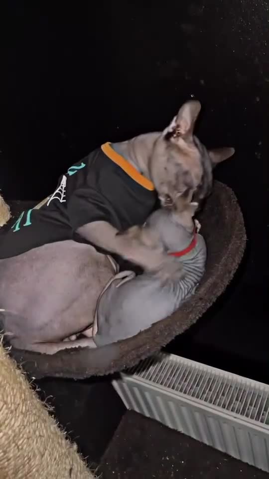 Sphynx cats for sale: My gorgeous pair  - Video 5
