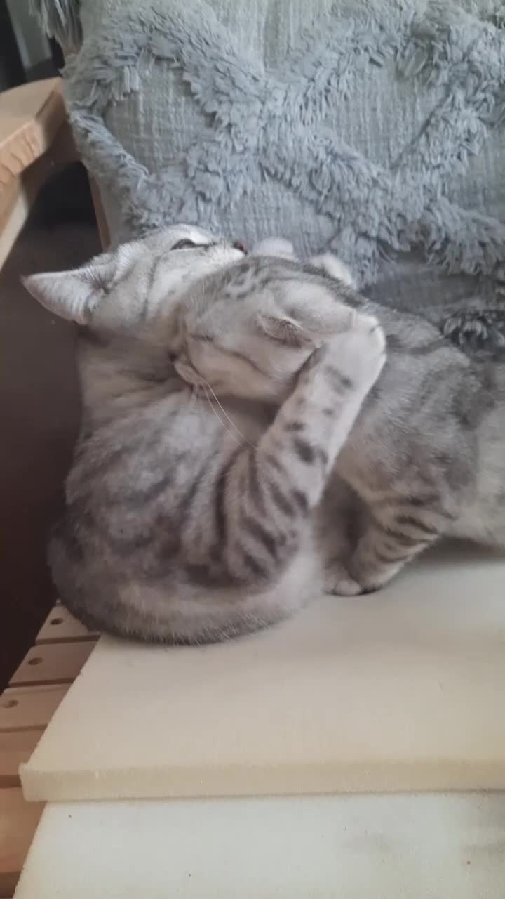 British Shorthair cats for stud: Beautiful Pure tabby bsh male "stud only" - Video 1