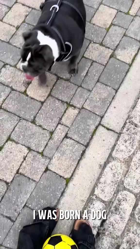 English Bulldog dogs for sale: English Bulldog  - Video 2