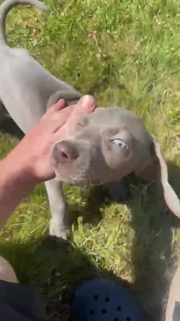 Weimaraner dogs for sale: KC Registered Weimaraner puppies for sale - Video 2