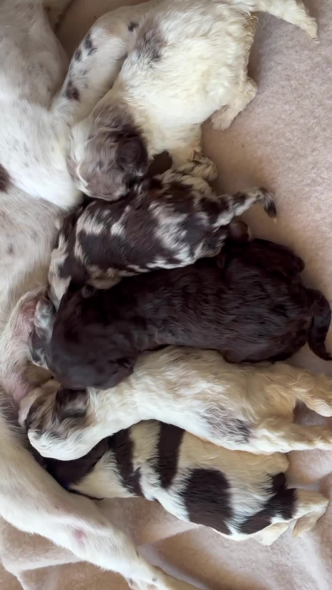 Sproodle dogs for sale: F1 Sproodle Puppies  - Video 1