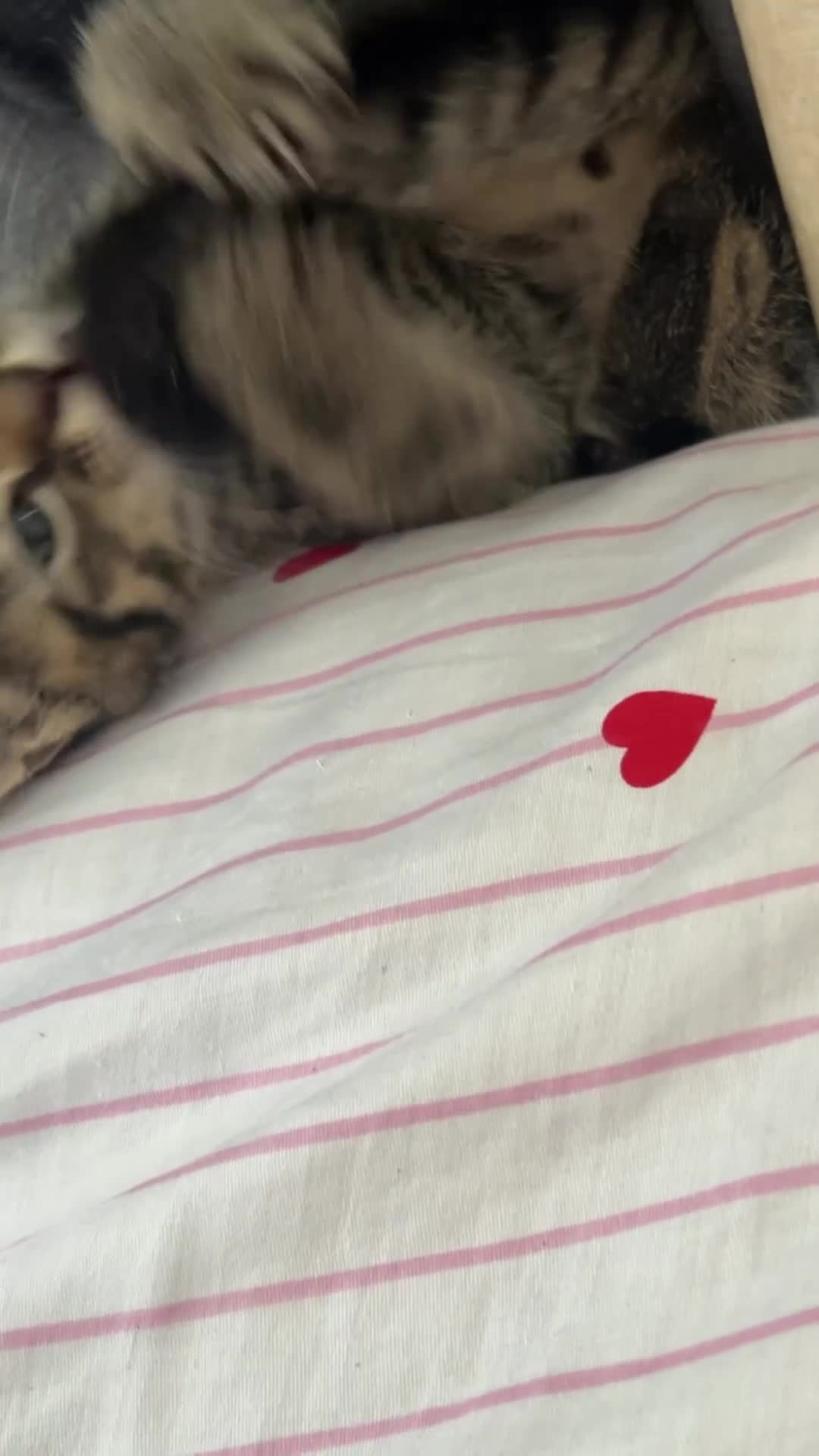 Bengal cats for sale: Bengal - Video 1
