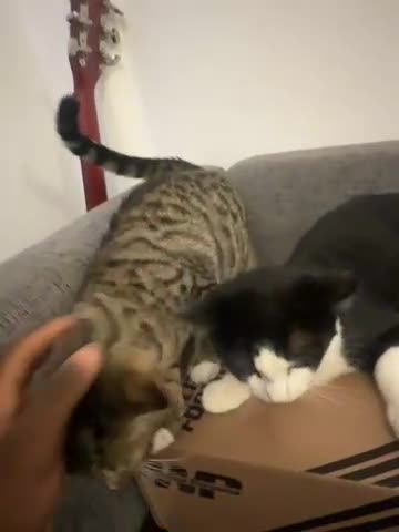 Mixed Breed cats for sale: Manny and Donny in Windsor - Video 1