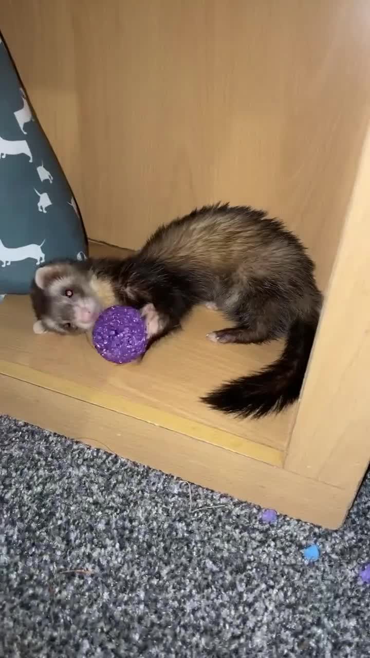 Ferret rodents for sale: (STILL AVALIABLE) Two hobs for rehoming. - Video 1
