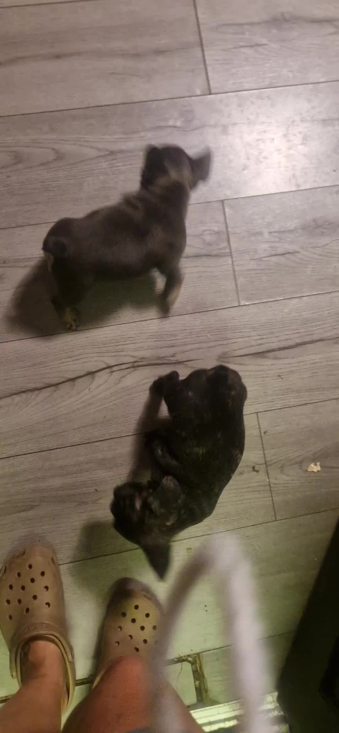 French Bulldog dogs for sale: Chocolate and tan french bulldog - Video 1