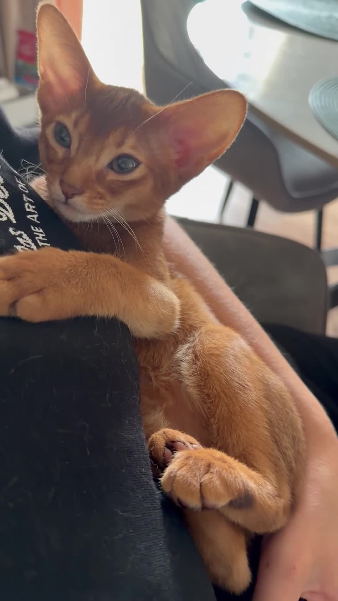 Abyssinian cats for sale: Last Girl 🎀 Ready to Go! - Video 3