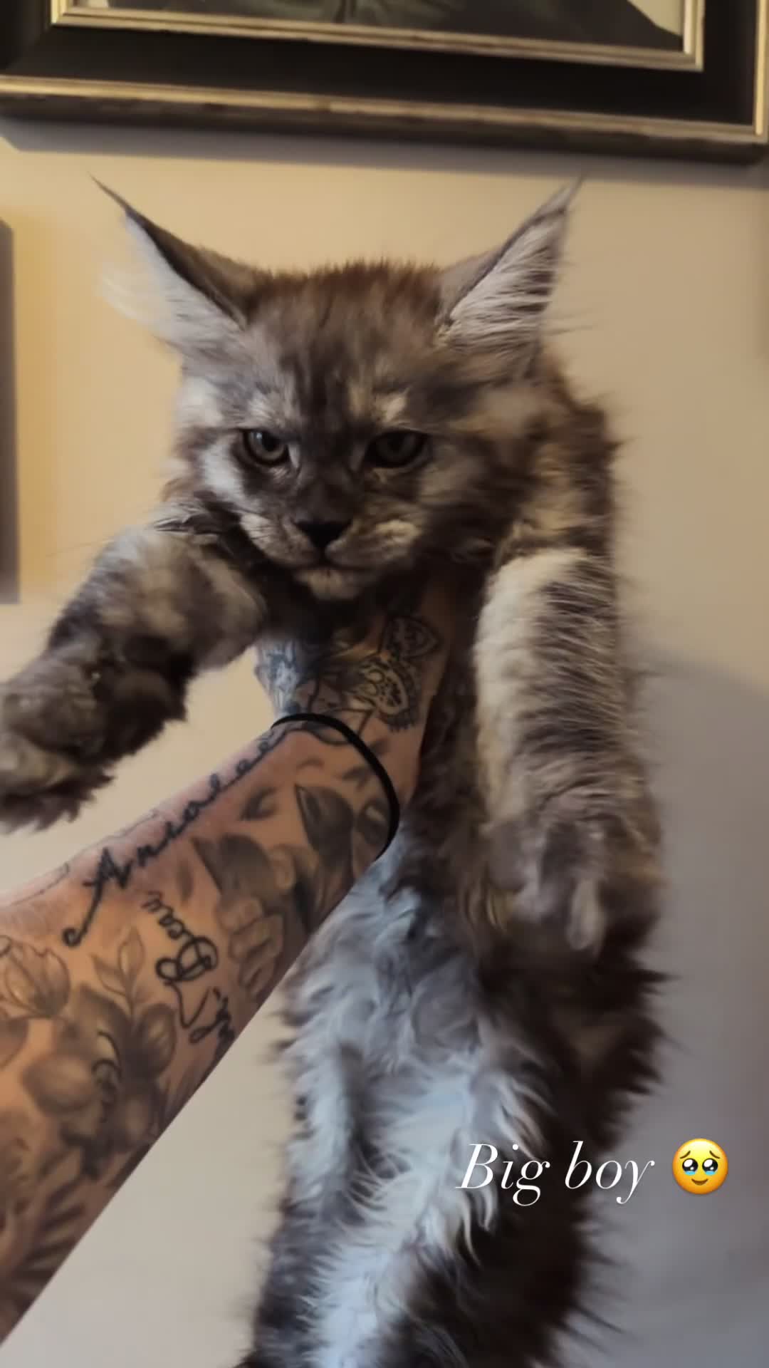 Maine Coon cats for sale: ⭐️TICA MAINECOON KITTEN’S⭐️🏆 - Video 1