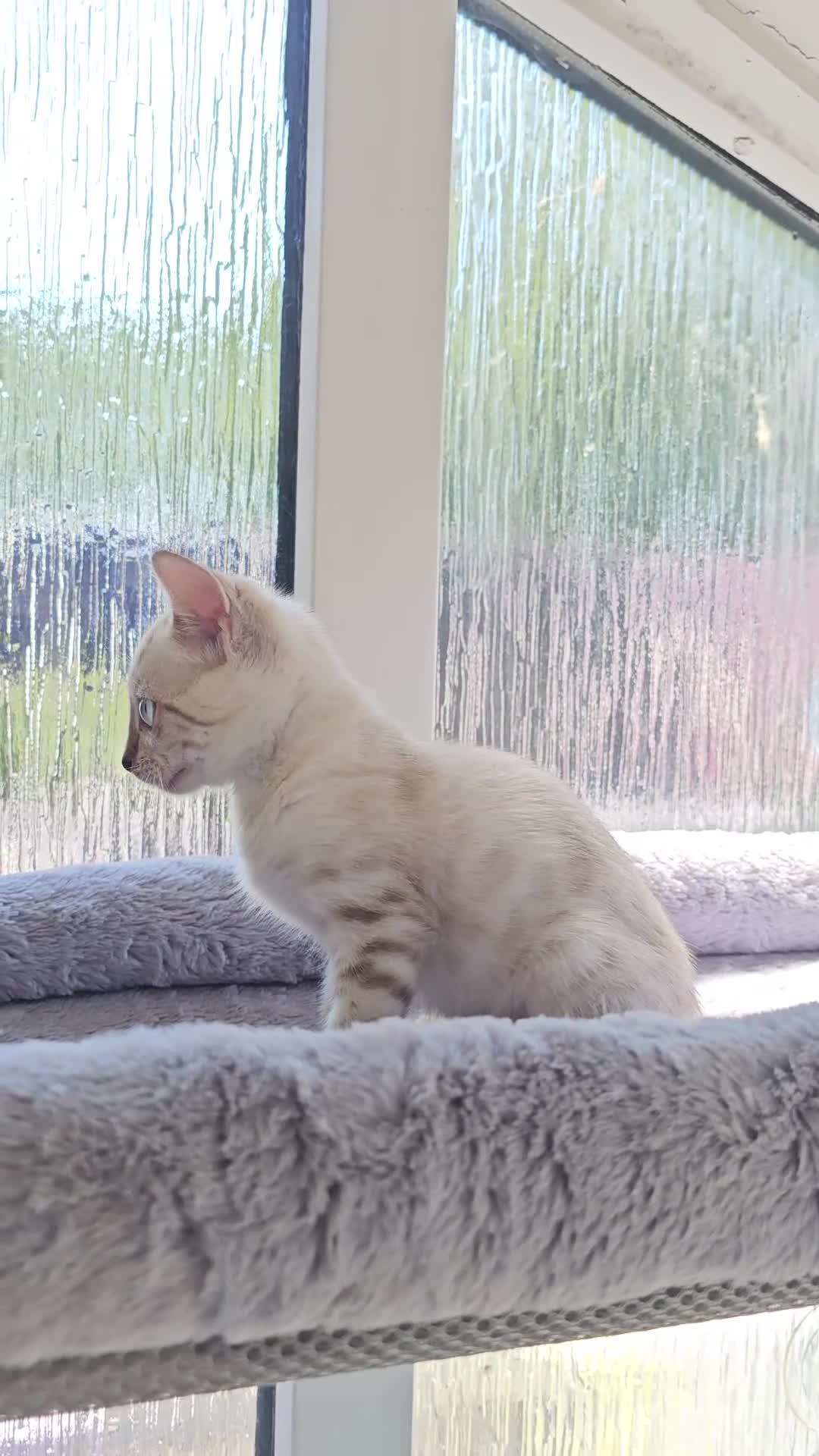 Bengal cats for sale: Bengal Kittens(Marble and Snow bengal available) - Video 2