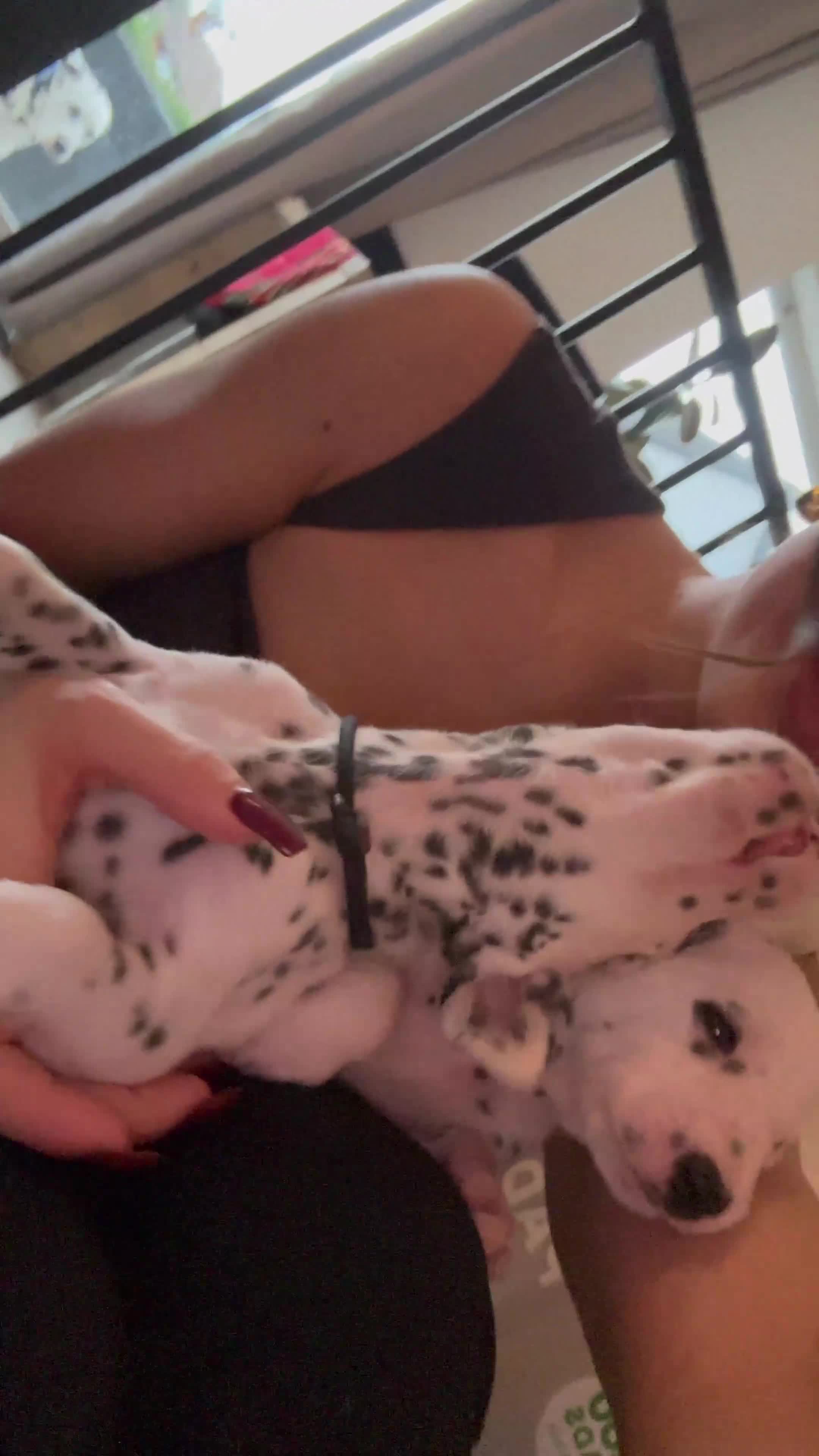 Dalmatian dogs for sale: PEDIGREE Dalmatian Puppies ready NOW - Video 1