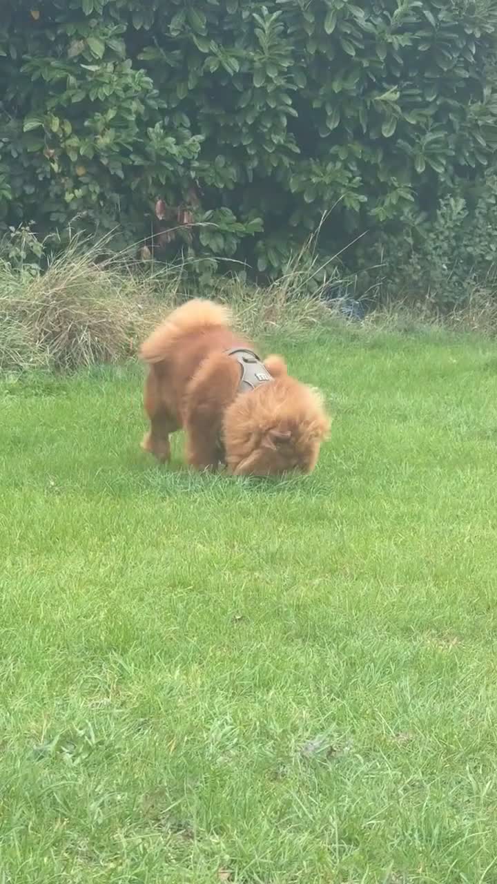 Chow Chow dogs for sale: Chow chow pups - Video 3