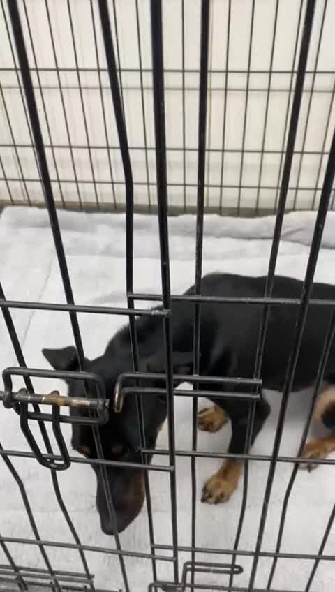 Mixed Breed dogs for adoption: Popcorn, 2-3 yrs old. Available for adoption. - Video 2