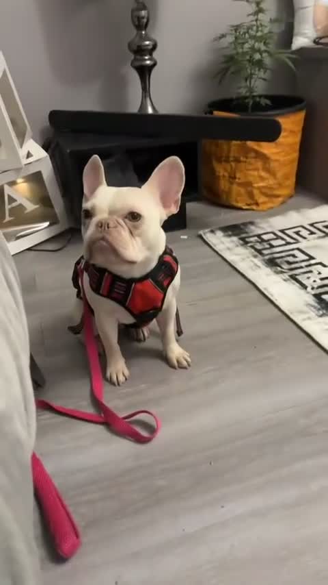 French Bulldog dogs for sale: Nala  in London - Video 1