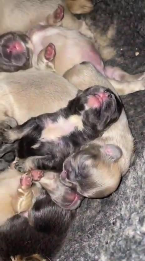 French Bulldog dogs for sale: Full fluffy French bulldogs Pink  - Video 2