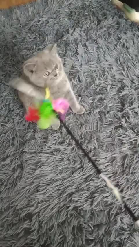 British Shorthair cats for sale: Beautiful British Shorthair Kittens for Sale - Video 4