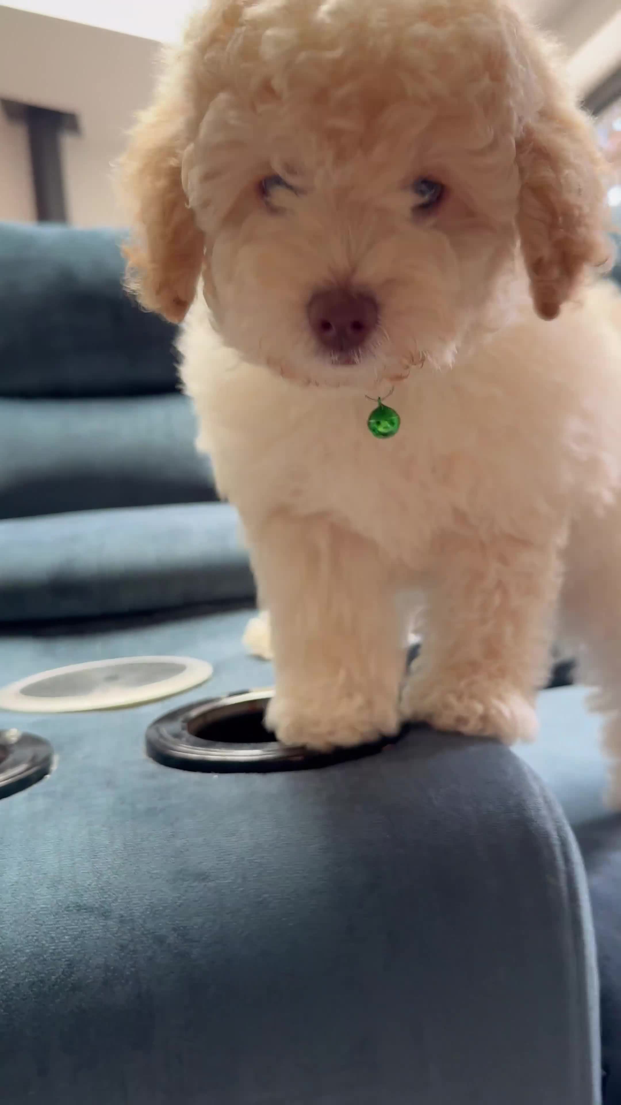 Cavapoo dogs for sale: Stunning white toy cavapoo puppy FHT in Leicester - Video 1