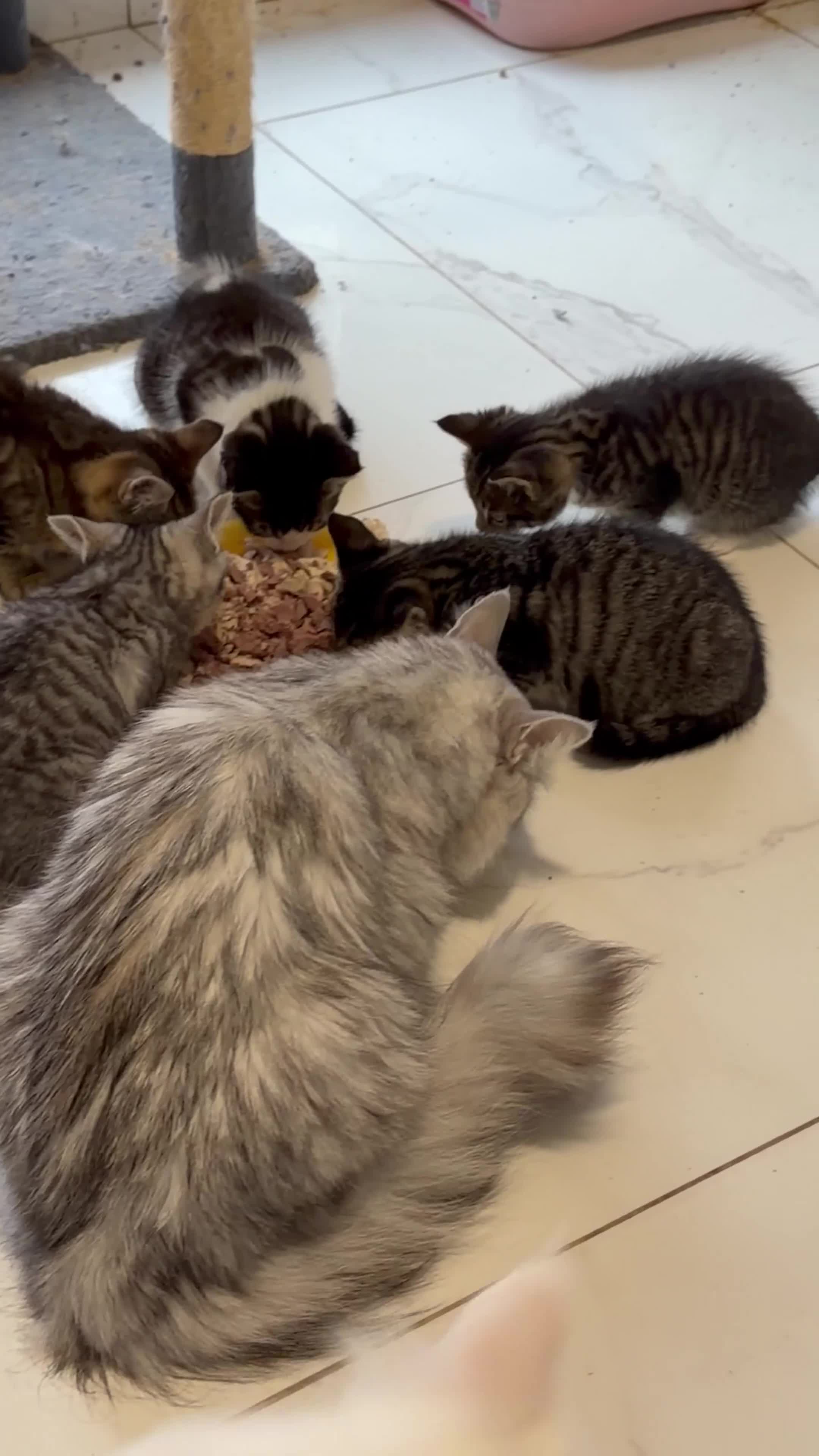Mixed Breed cats for sale: Beautiful Maine Coon–type kittens available. - Video 2