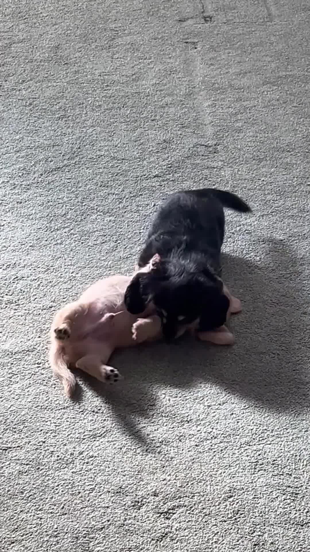 Miniature Dachshund dogs for sale: KC miniature dachshunds - Video 1