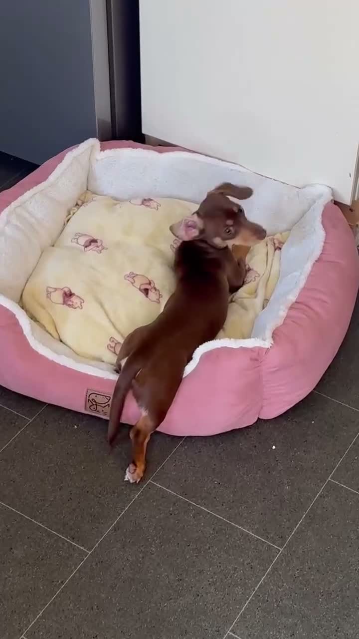 Chiweenie dogs for sale: Dachshund For Sale - Video 1