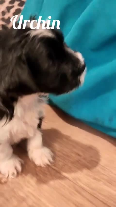 Biewer Terrier dogs for sale: ✨ Stunning Biewer & Merle Yorkies – Ready 09 Apr ✨ - Video 2