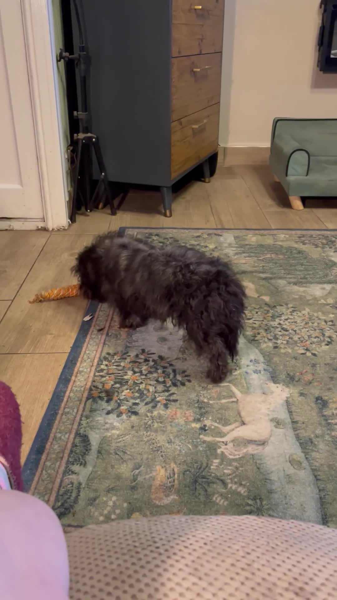 Cesky Terrier dogs for sale: Cesky Terrier pups in Wisbech - Video 1