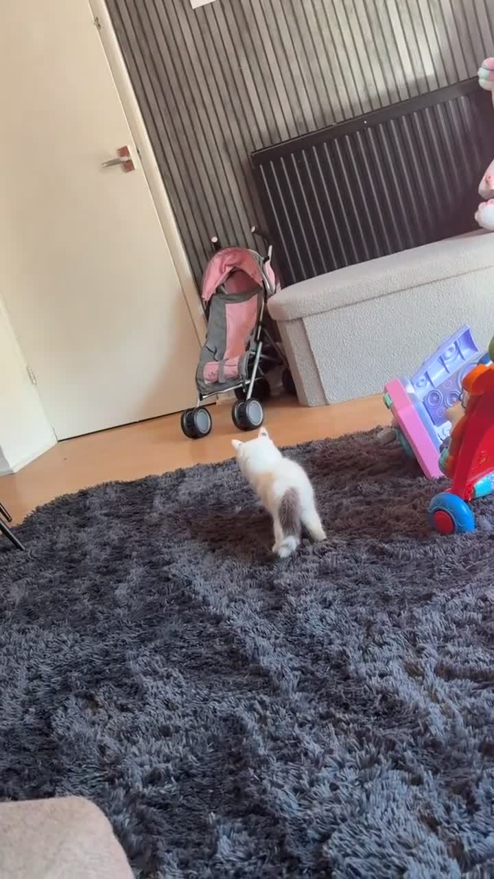 Mixed Breed cats for sale: two female kittens  - Video 3