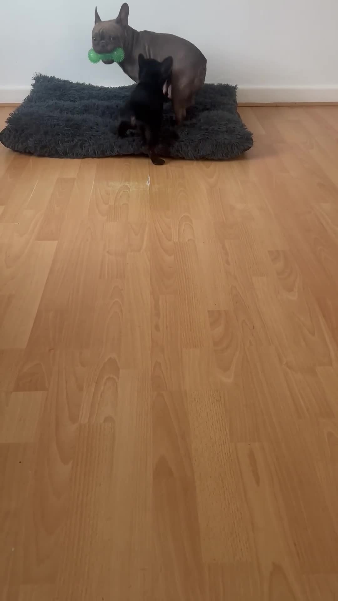 French Bulldog dogs for sale: Fabulous French bulldog  - Video 1