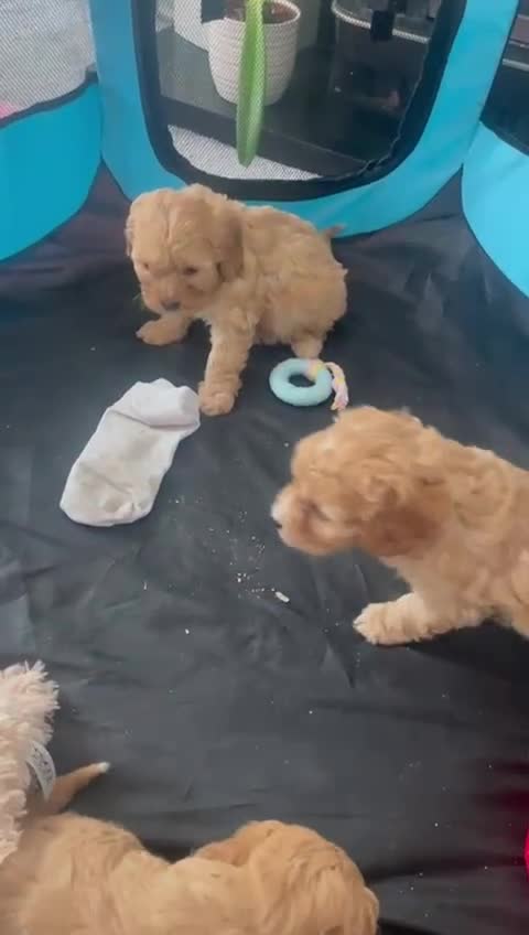 Cavapoo dogs for sale: F1 cavapoo - Video 1