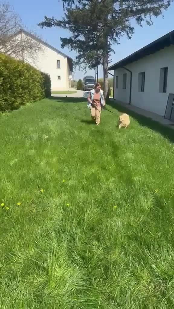 Mixed Breed dogs for adoption: 🐾 SCOTTY – A Gentle Soul with a Smart Mind ❤️ - Video 1