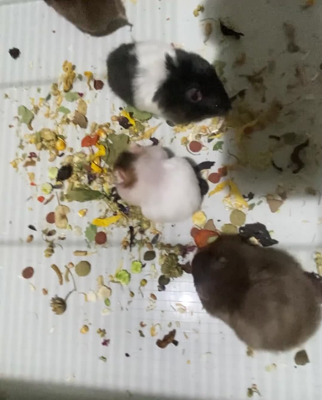 Hamster rodents for sale: Baby Syrian hamsters in Launceston - Video 1