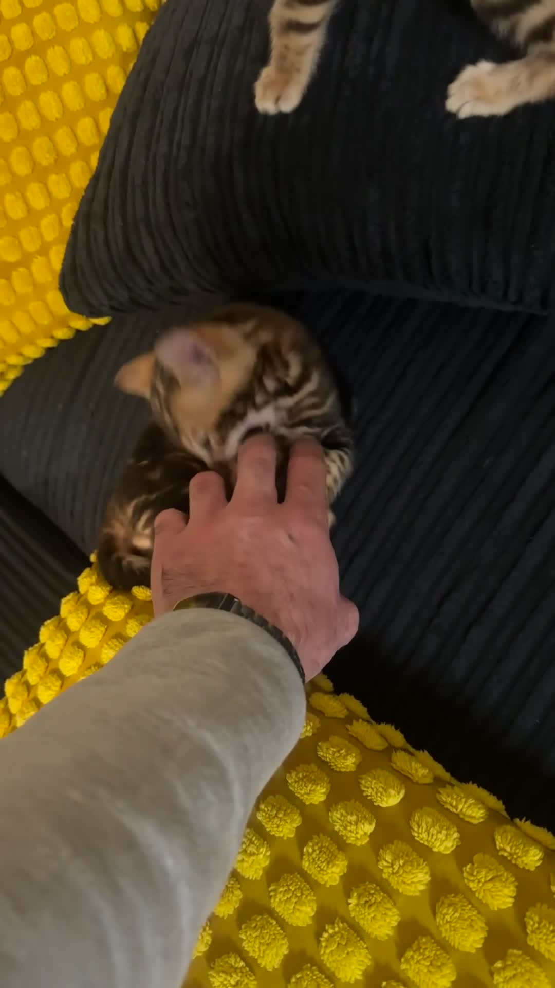 Bengal cats for sale: Bengal kittens Pure just born - Video 1