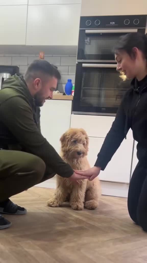 Goldendoodle dogs for stud: StandardGoldendoodle Stud–Intelligent,Non-Shedding - Video 2