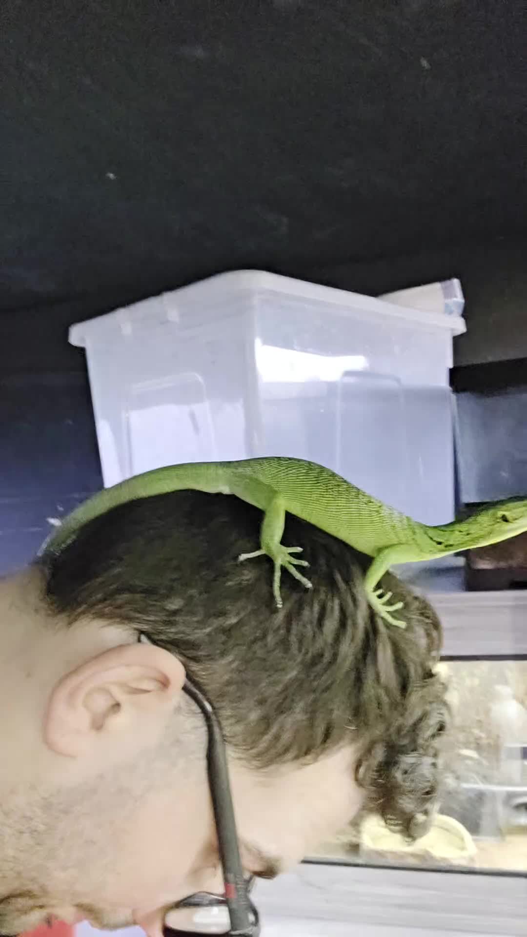 Monitor reptiles for sale: Male Green Tree Monitor - Video 1