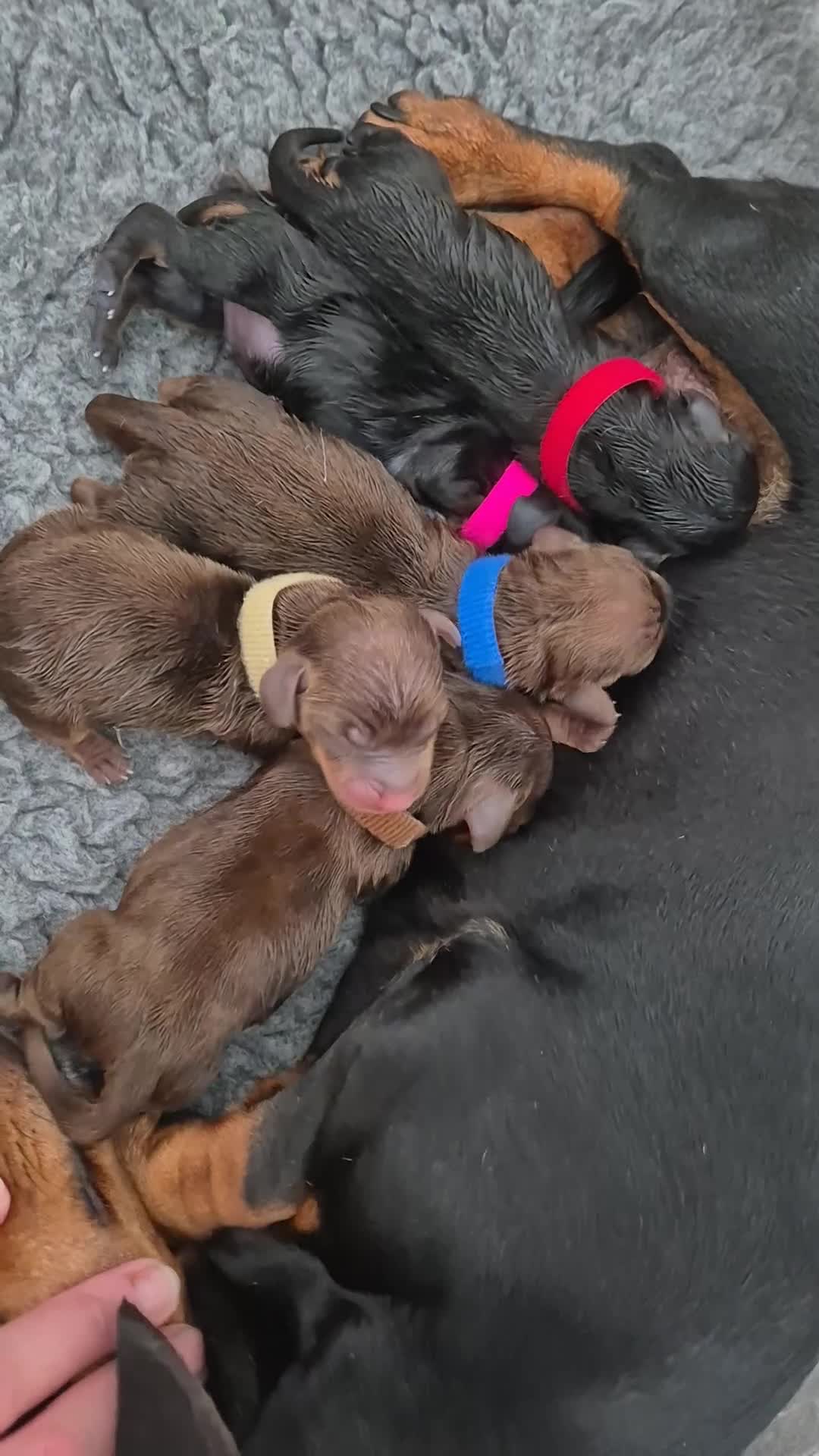 Miniature Dachshund dogs for sale: Litter of 5 beautiful boys - Video 1