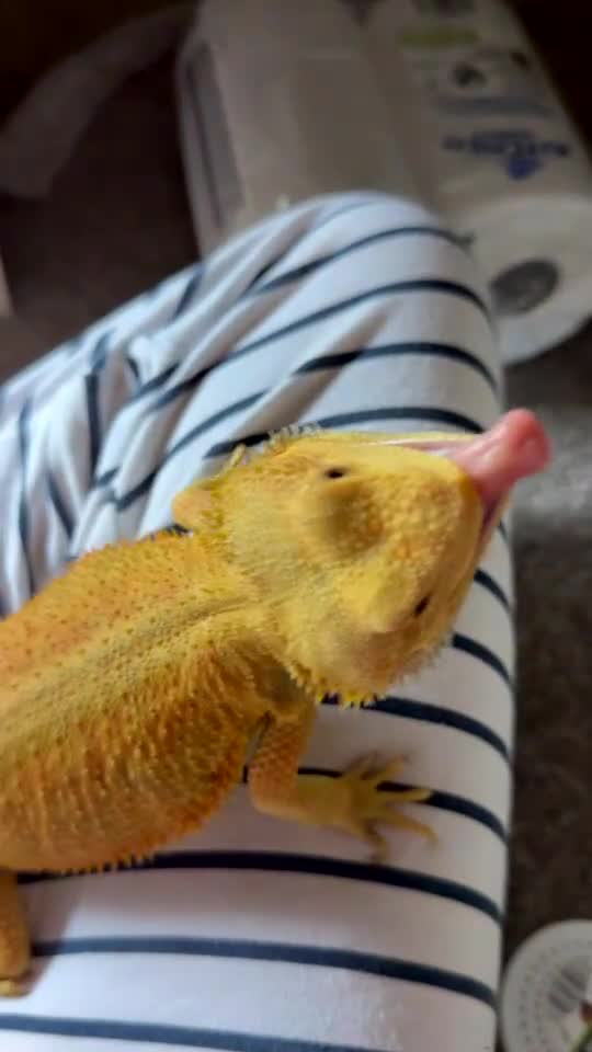 Bearded Dragon reptiles for sale: Draco the bearded dragon  - Video 2