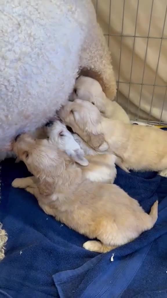 Goldendoodle dogs for sale: STUNNING GOLDEN DOODLES in Glasgow - Video 3