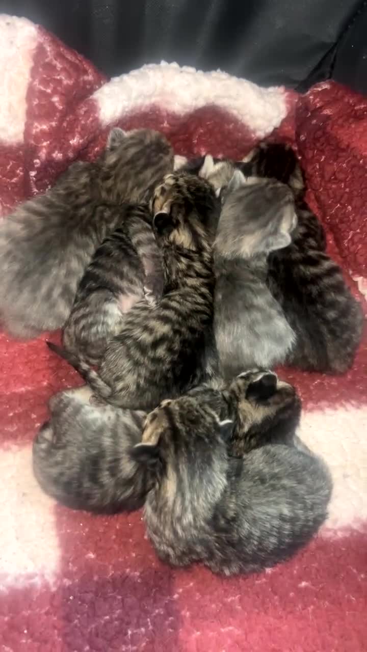 Mixed Breed cats for sale: Tabby/bengal x pure Canadian spynyhx  - Video 1