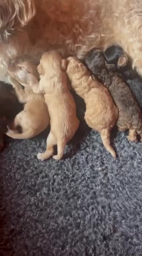Cockapoo dogs for sale: 4⭐️Licensed Breeder Cockapoo Puppies - Video 4