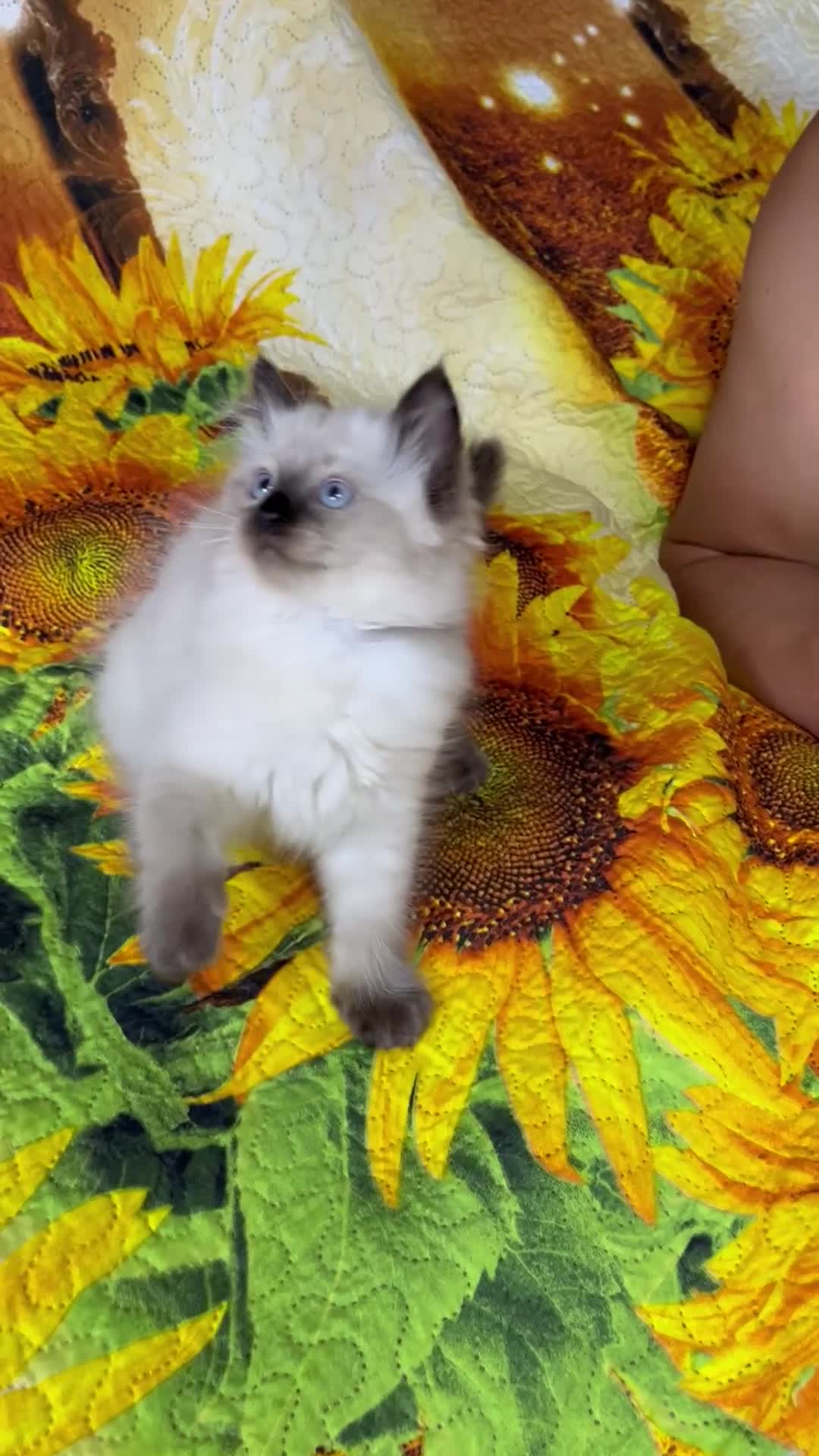Ragdoll cats for sale: 🐈❤️5 Pure Ragdolls Waiting for Loving Family❗️❤️ - Video 2