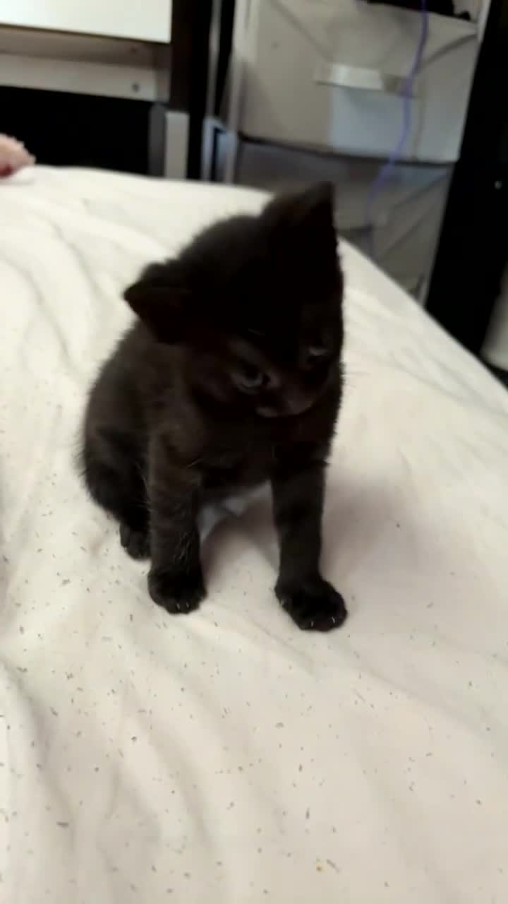 Mixed Breed cats for sale: A small black kitten  - Video 1
