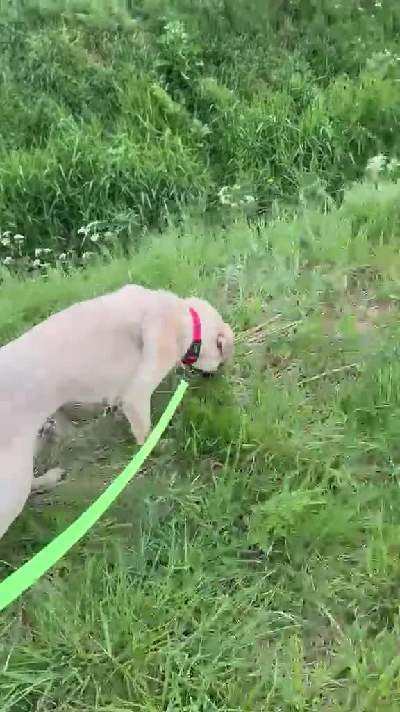 Mixed Breed dogs for adoption: 💙RUFUS💙 Misunderstood Soul Fading In Kennels  in Spalding - Video 4