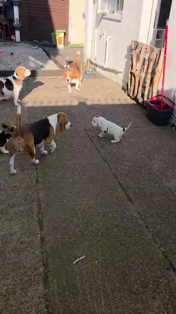 Beagle dogs for sale: Beagle puppies ready soon!!🐶💕 in Burton-on-Trent - Video 1
