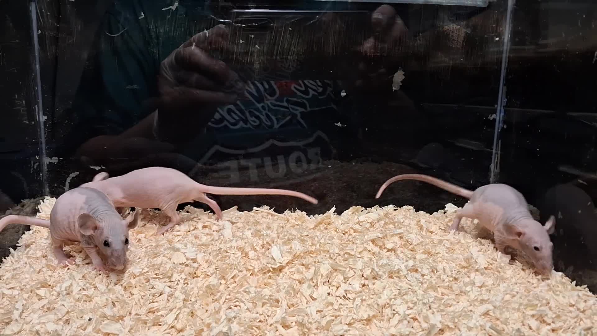 Rat rodents for sale: Baby Dumbo rats, natural, Rex , Nakeds - Video 1