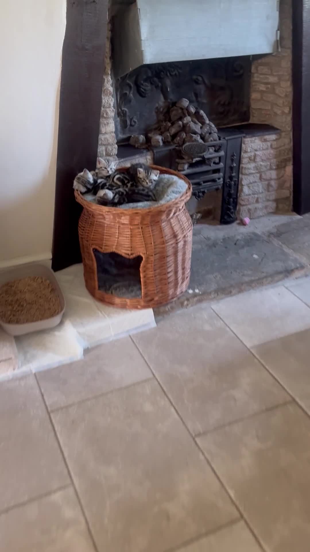 British Shorthair cats for sale: British Shorthair silver tabby kittens  in Radstock - Video 1