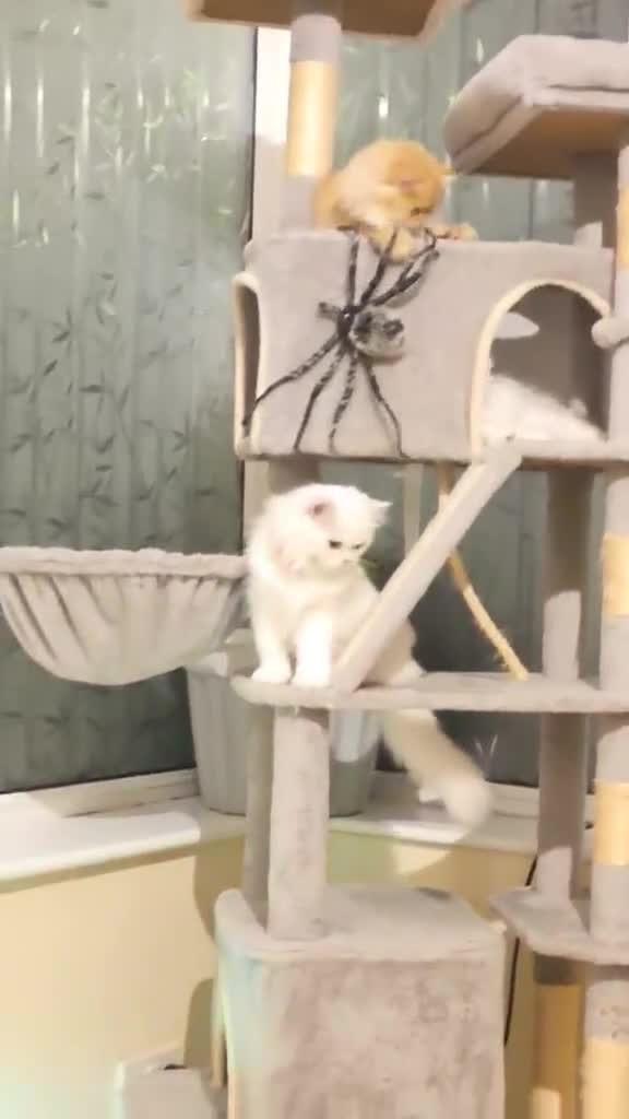 British Longhair cats for sale: Champion Line British Longhair Cats - Video 2