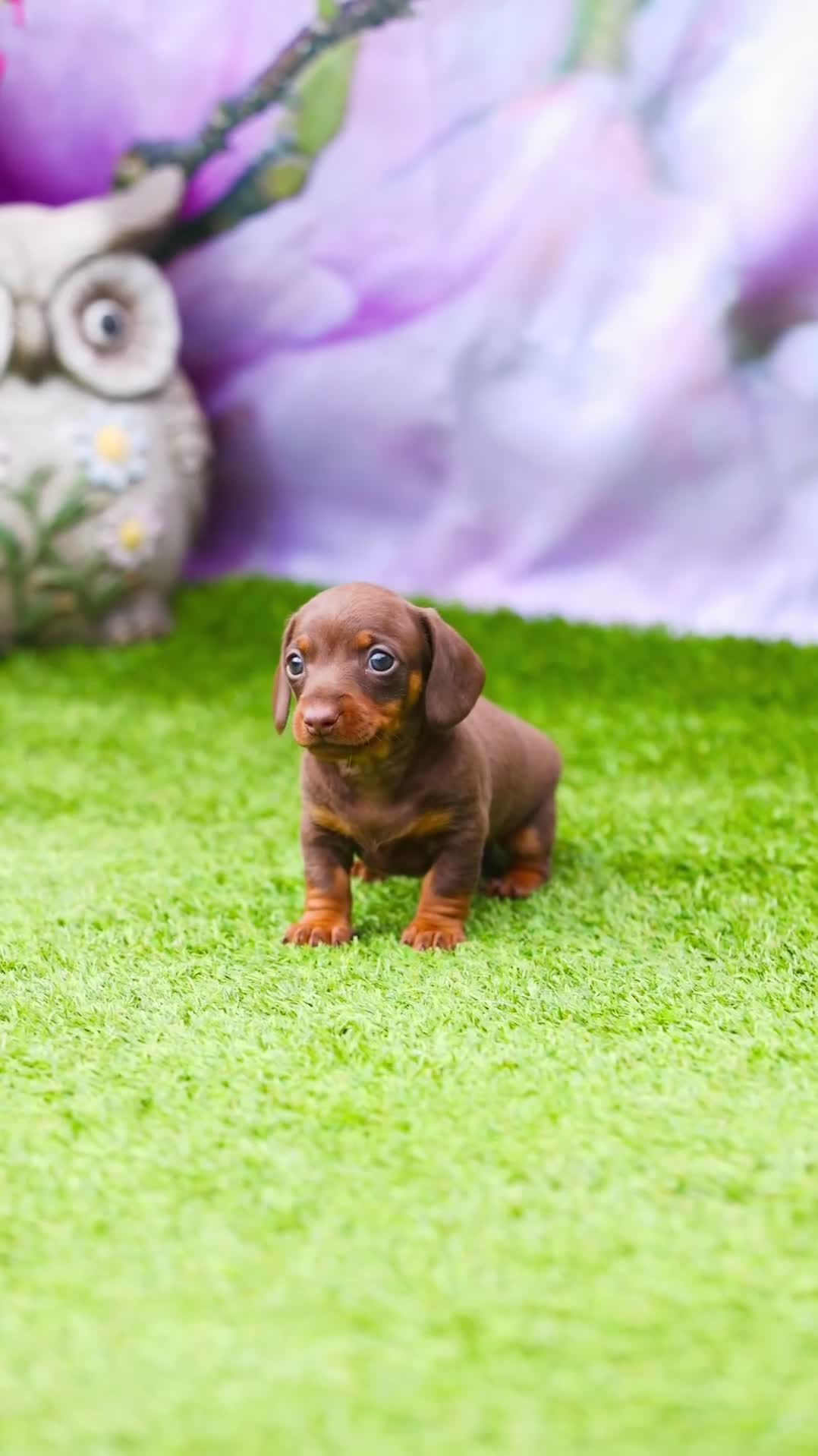 Miniature Dachshund dogs for sale: Top Tier Miniature Dachshunds available!! 😍🤩 - Video 1